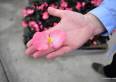 The flower size of the Pink Bronze Leaf Big Begonia.